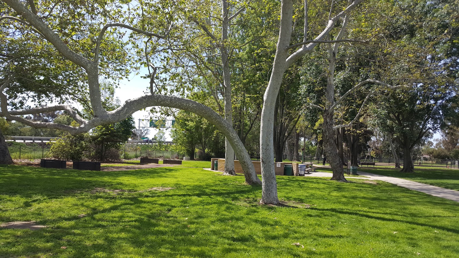 Tree-shaded lawn and walking path at Camino Real Park